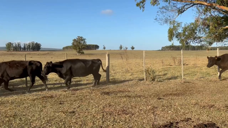 Lote 318 Vacas de invernada en Sarandi de Amaral