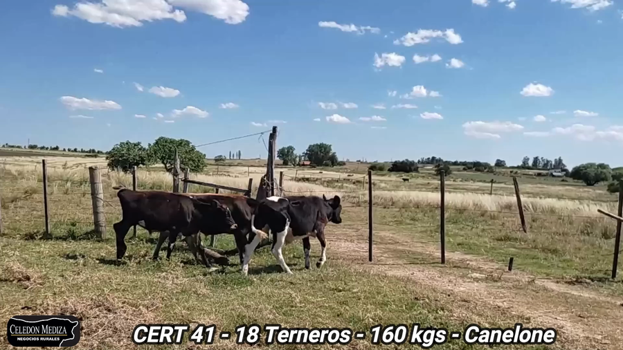 Lote 19 Terneros en Tala, Canelones