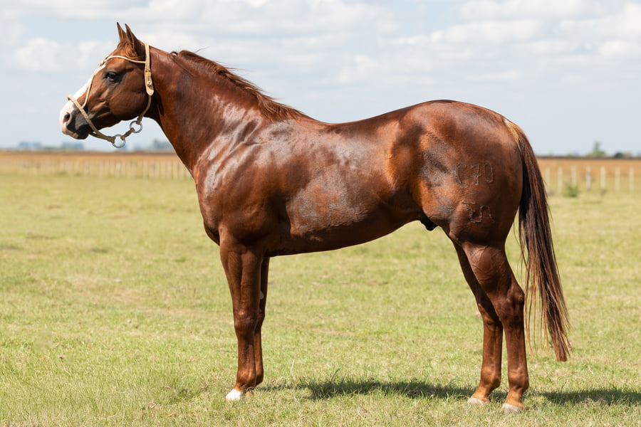 Lote AGUAY PICO CHICO