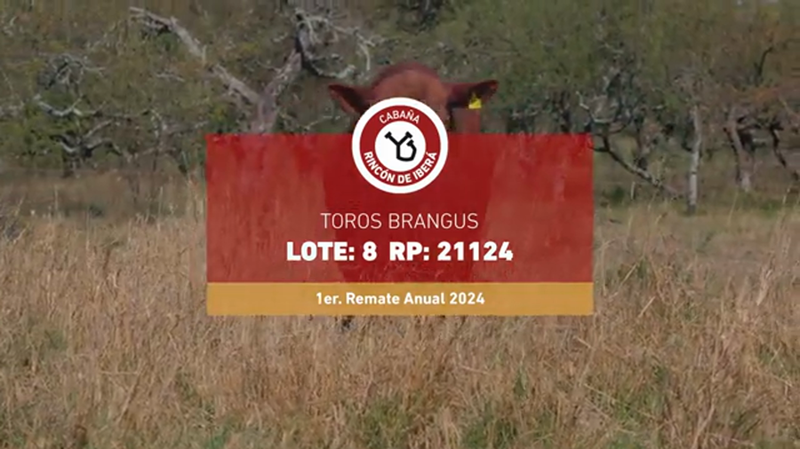 Lote RINCON IBERA 21124 DRAGO