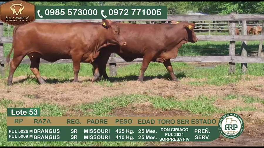 Lote 2 Hembras BRANGUS a remate en 34º Feria especial de reproductores e invernada, Ñeembucú