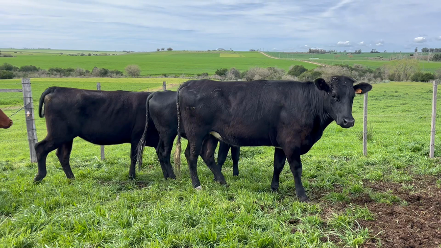 Lote VAQUILLONAS 1 a 2 AÑOS