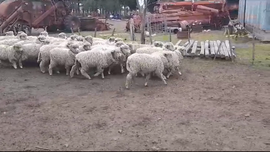 Lote (Vendido)26 Corderos CORRIEDALE a remate en #35 Pantalla Carmelo 26kg -  en COSTAS DE VACA