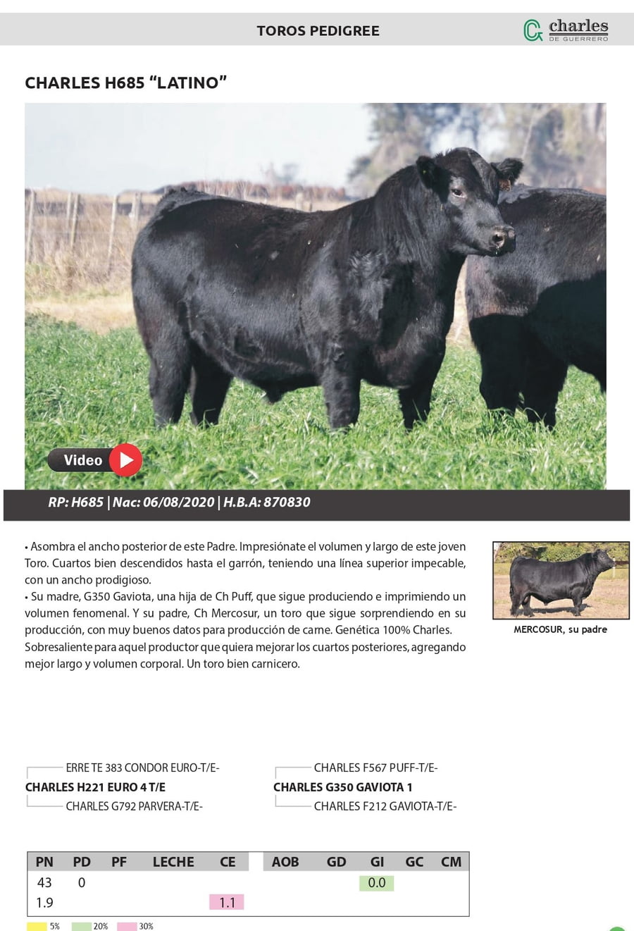 Lote TOROS PEDIGREE