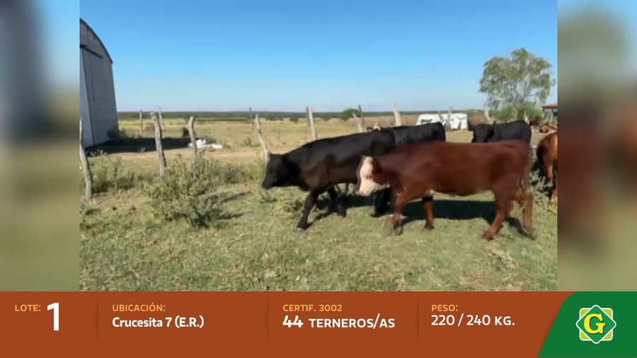 Lote Terneros/as en Crucesitas 7Ma