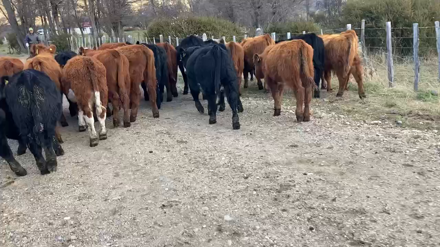 Lote 30 Ternero en Coyhaique, XI Región Aysén