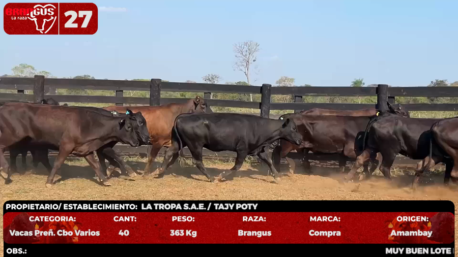 Lote LOTE 27 - POR PANTALLA