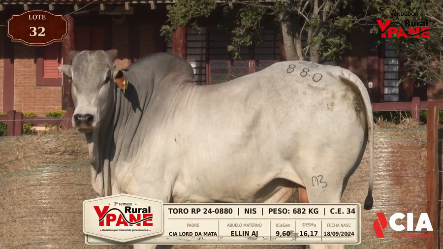 Lote Lote 32