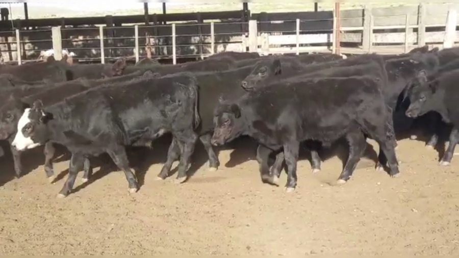 Lote 70 TERNS. MACHOS, CNEL. SUAREZ, PCIA. DE BS. AS.