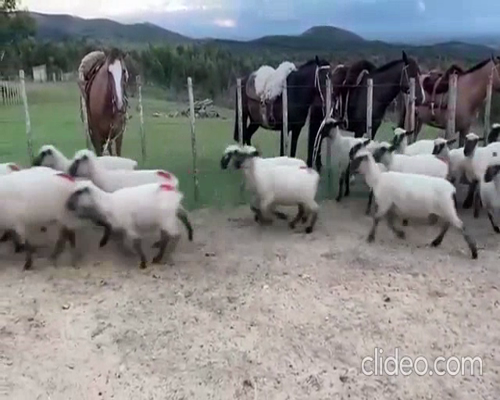 Lote 34 Borregas Hampshire Down a remate en 8vo. Evento  HAMPSHIRE DOWN 60kg -  en Mariscala