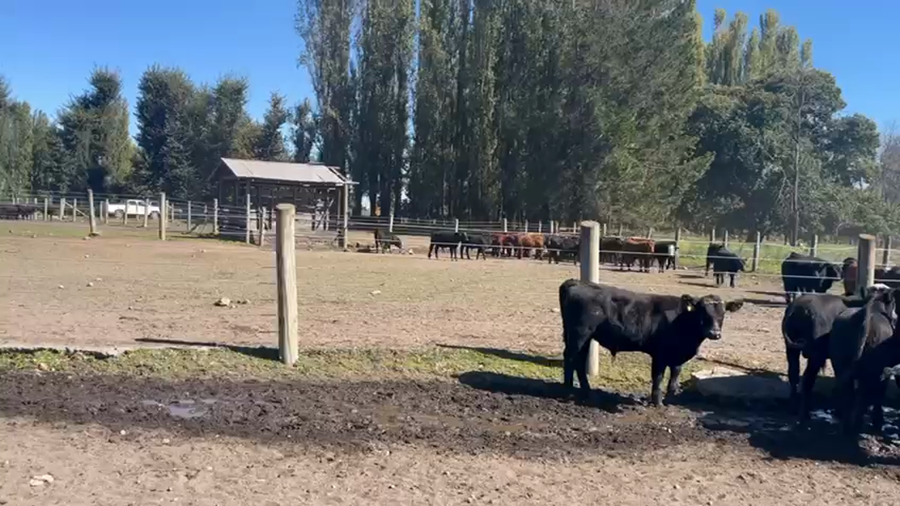 Lote 70 Ternero en Quilleco, VIII Región Biobío