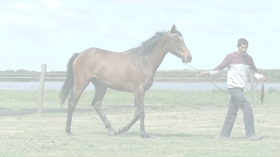 Lote MAKARONA RULER (SANDINO RULER -  MAKARONA)