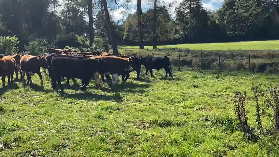 Lote 20 Novillo Engorda en Osorno, X Región Los Lagos