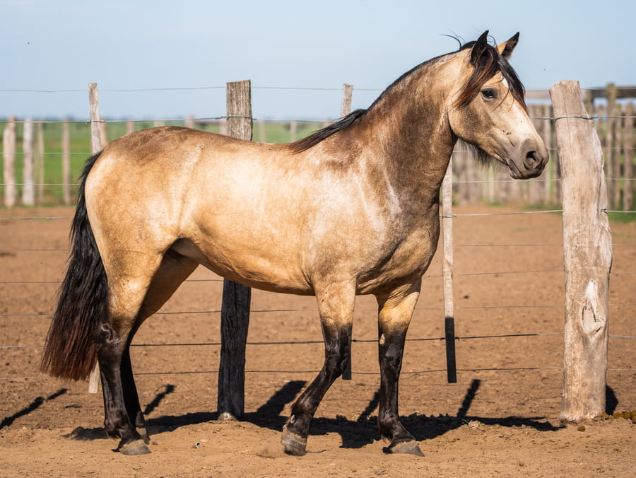 Lote Goyaz Chico Cuartetera