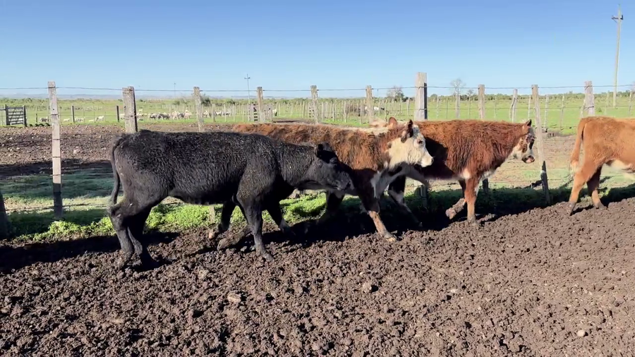 Lote TERNEROS Y TERNERAS