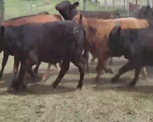 Lote 72 Terneros/as en Villaguay, Entre Ríos