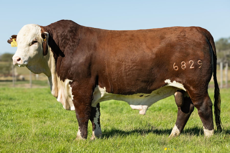 Lote Toros señal 22