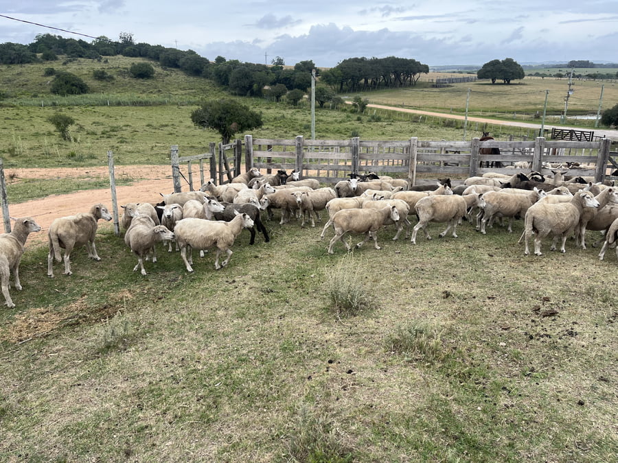 Lote Ovejas