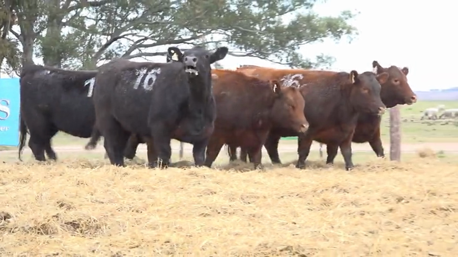 Lote Vaquillas Preñadas Tres Molinos