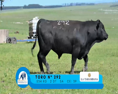 Lote TORO 292