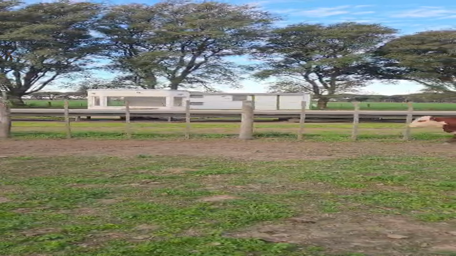 Lote 65 Vacas con Cría  en Santa Fe, San Justo