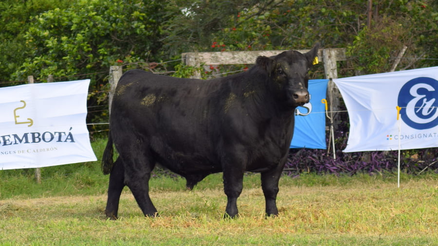 Lote CABAÑA COEMBOTÁ: RP 615