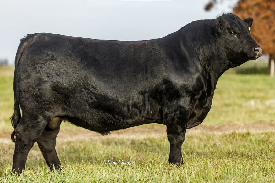 Lote Toro Puro de Pedigree Negro