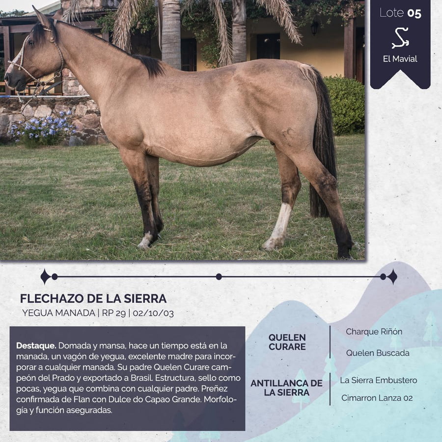 Lote FLECHAZO DE LA SIERRA