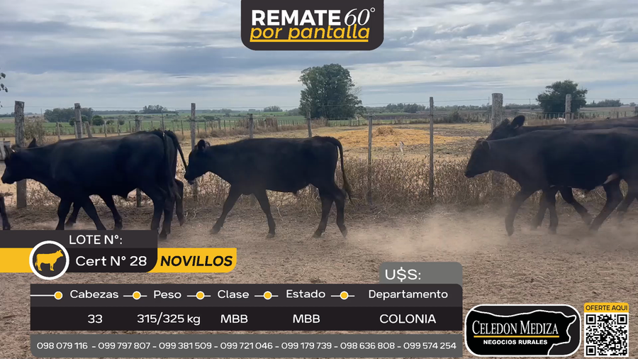 Lote 33 Novillos en El Cuadro, Colonia