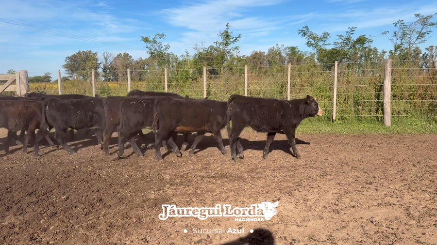 Lote 41 Terneros/as