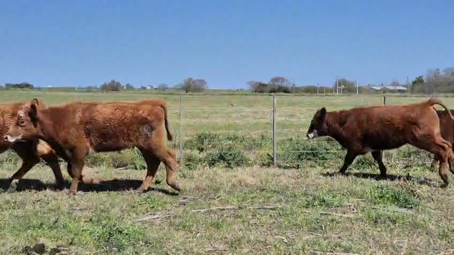 Lote 100 Terneros en Entre Ríos, Gualeguaychú