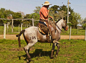 Lote Ginebra gaitera