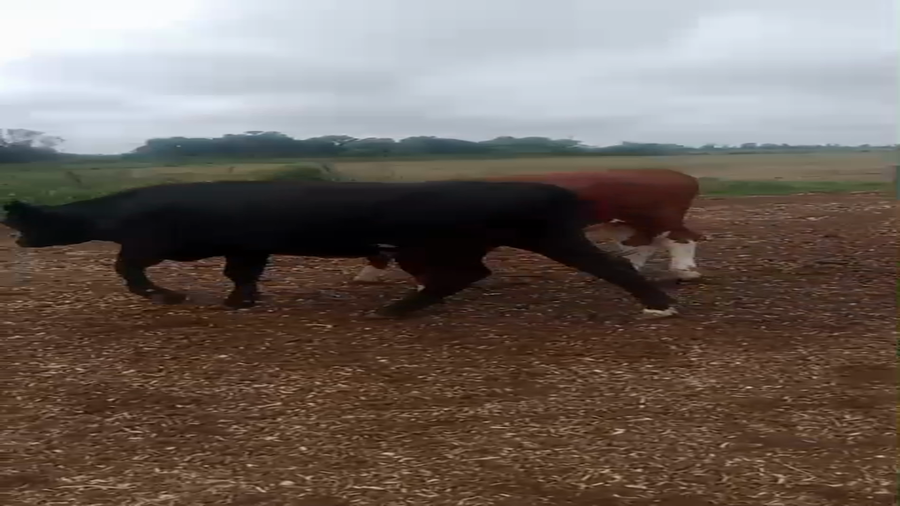 Lote 7 Vaquillonas Cruza en Col. Aldao, Santa Fe