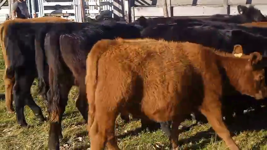 Lote 110 Terneras en Lavalleja, Polanco Norte