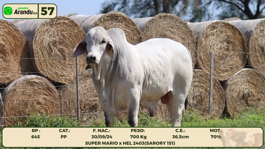 Lote LOTE 57
