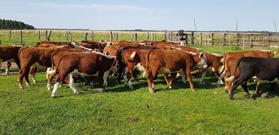 Lote 40 Novillitos en Esquina, Corrientes