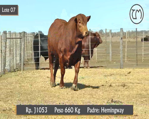 Lote TORO BRANGUS