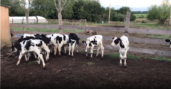 Lote 19 Terneros en San José