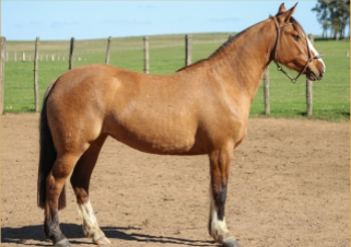 Lote INDANA DE LA COLINA