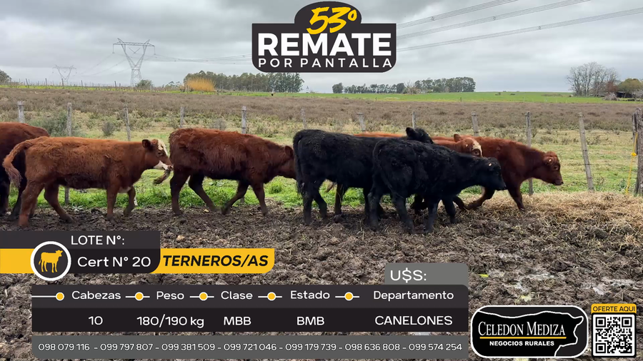 Lote 10 Terneros y Terneras en Parador Tajes, Canelones
