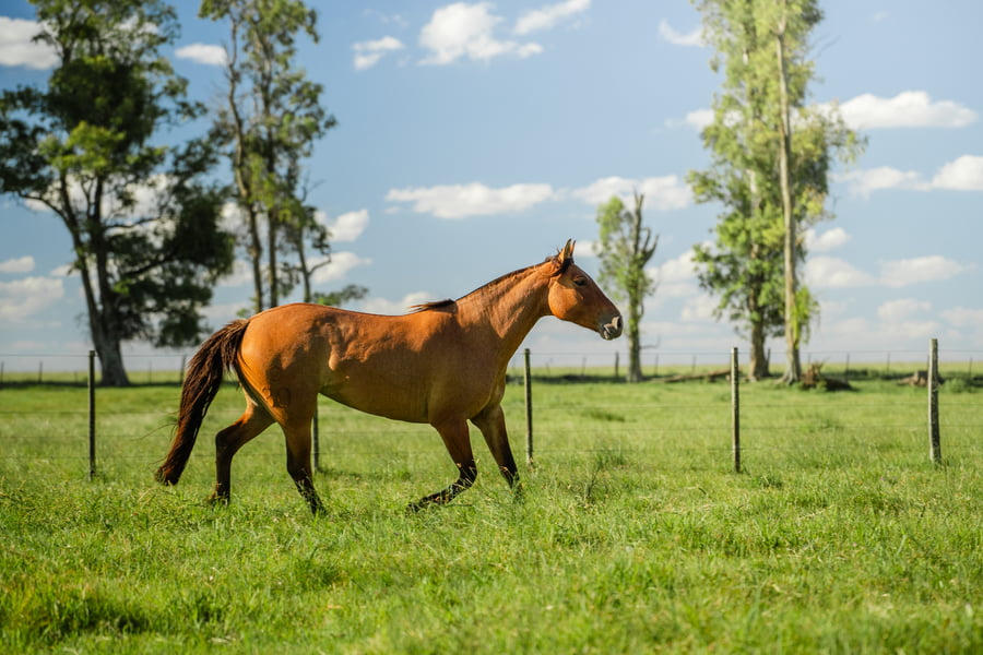 Lote LANCERA LA ORIENTALA