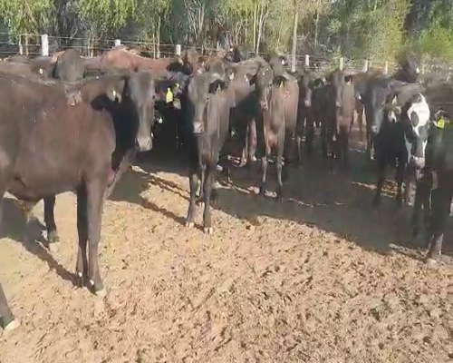 Lote 75 Novillitos en Quimilí, Santiago del Estero