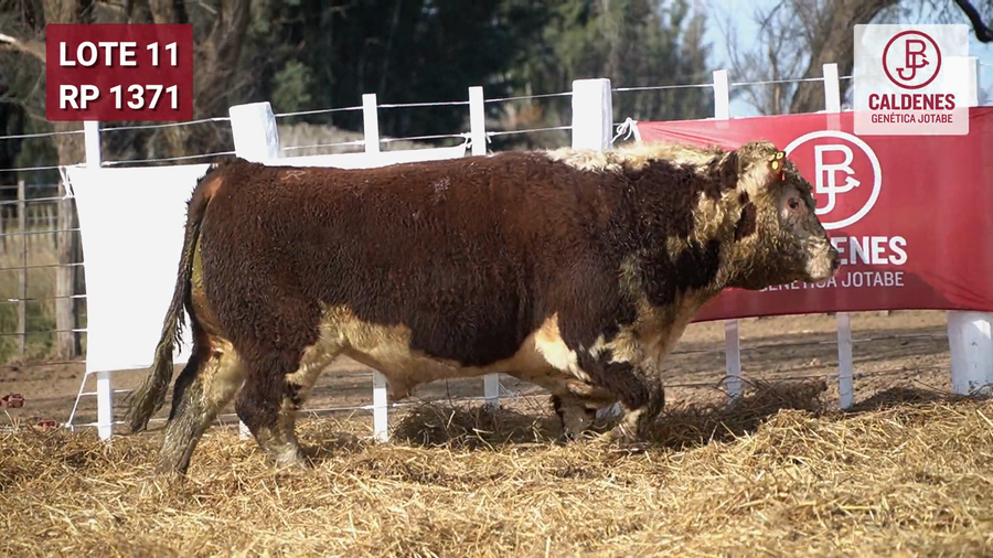 Lote Toro PR