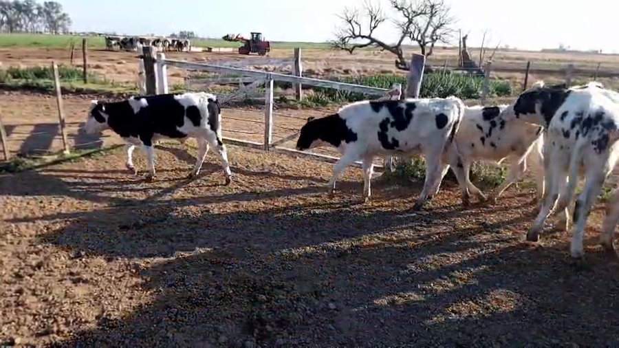 Lote 12 Terneros Holando Argentino en Sunchales, Santa Fe