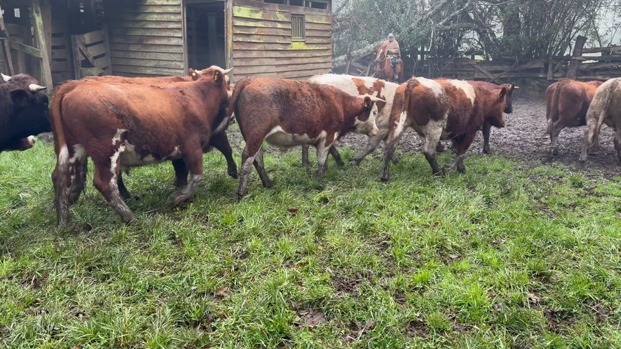 Lote 20 Novillo Engorda en Paillaco, XIV Región Los Ríos