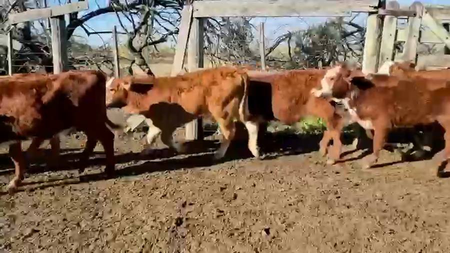 Lote 120 Terneras en Santa Fe, Los Amores