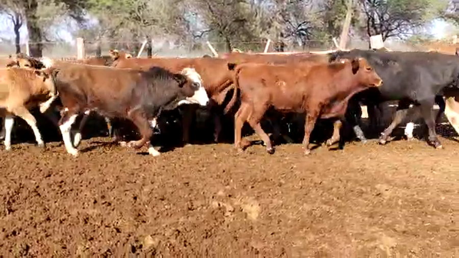 Lote 100 Terneros en Monte Quemado, Santiago del Estero