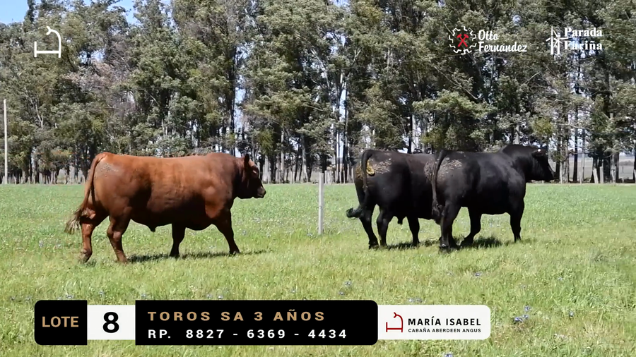 Lote LOTE 8