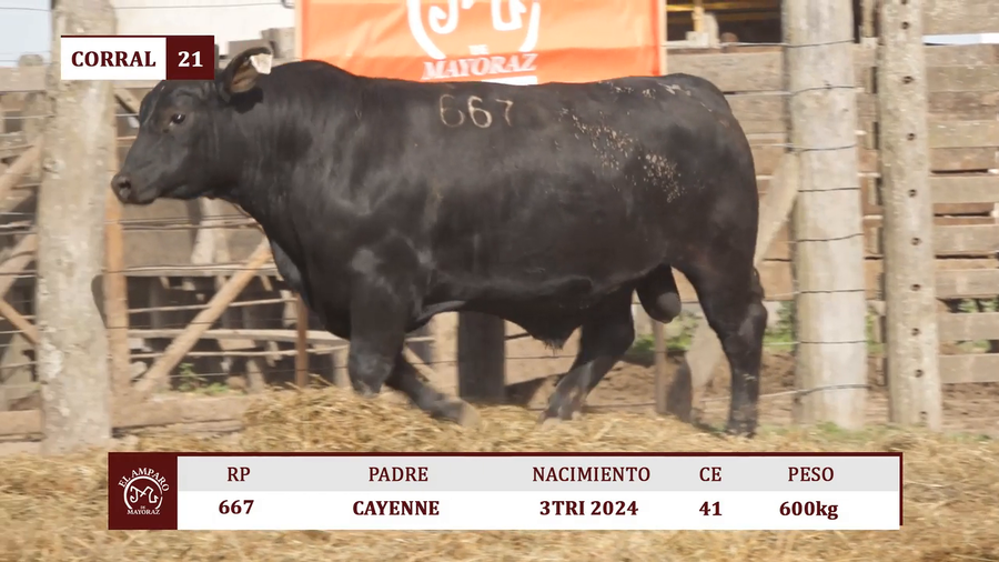Lote Toros BRANGUS NEGRO EL AMPARO