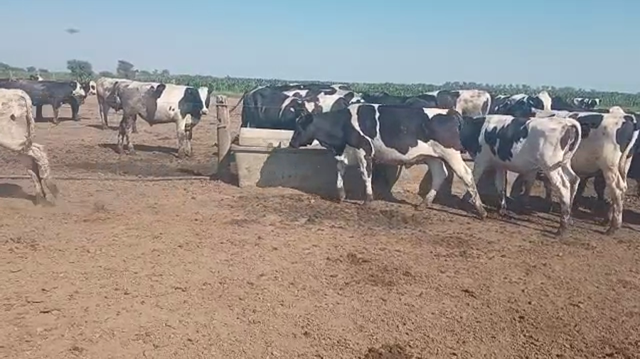 Lote 24 Novillitos Cruzas y Overos en Altos de Chipion, Córdoba